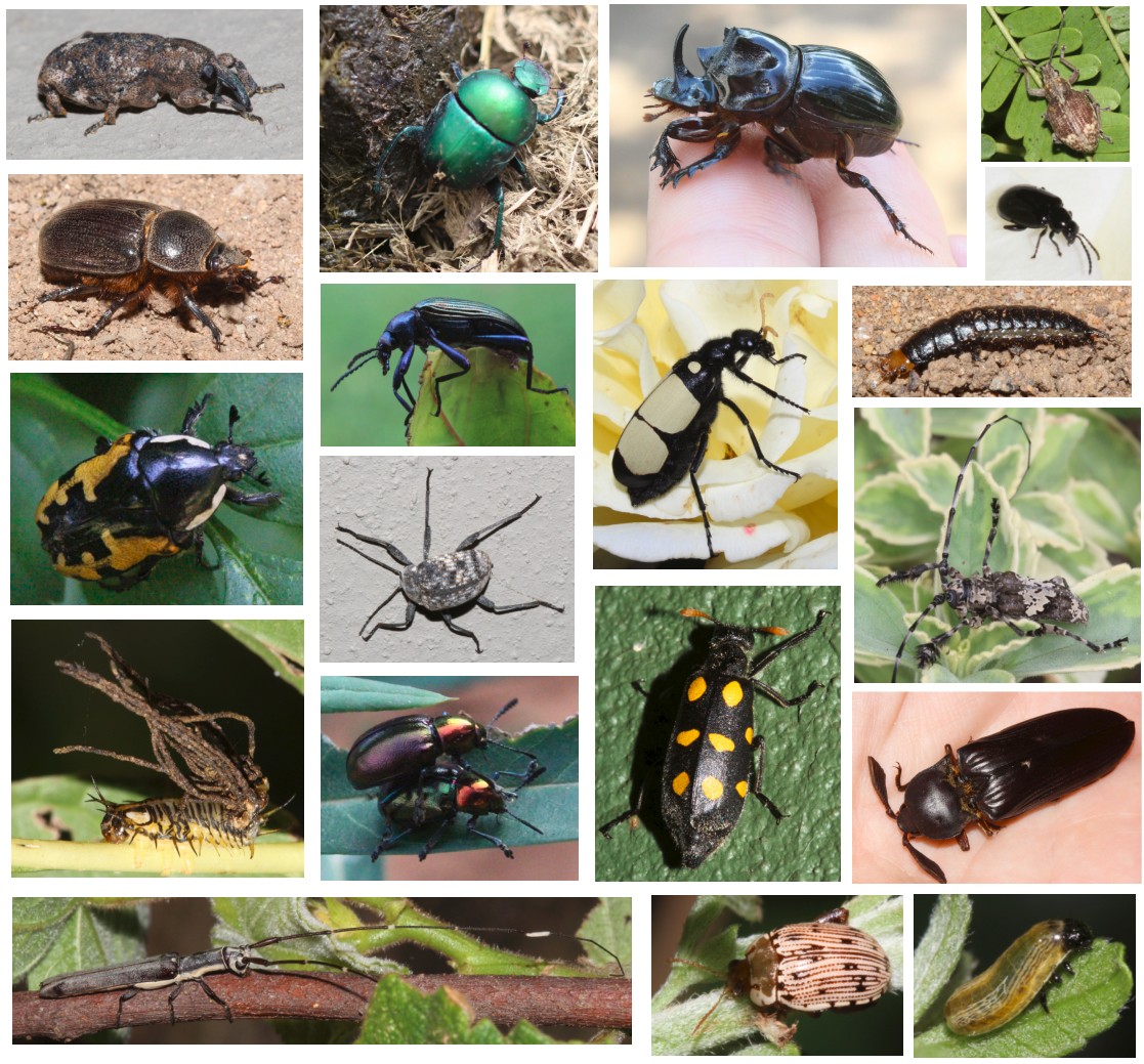 Christmas beetles.jpg