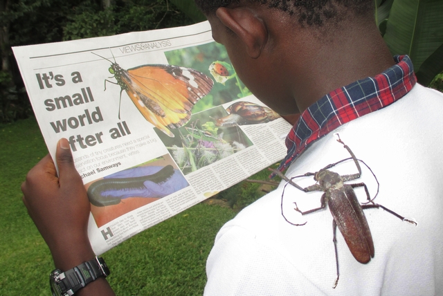 Insects in news sma