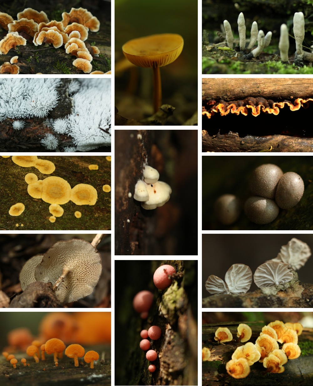 Fungi of Ngome