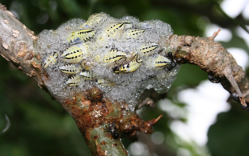 rain tree bugs.jpg